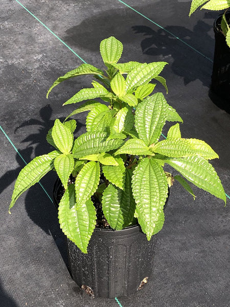 Pilea grandifolia