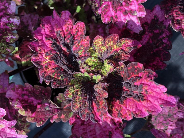 Plectranthus scutellarioides 'Florida Sun Rose'