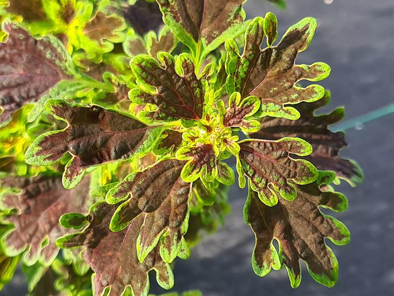 Plectranthus scutellarioides 'Inky Fingers'
