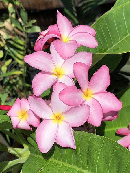 Plumeria rubra (pink flower)