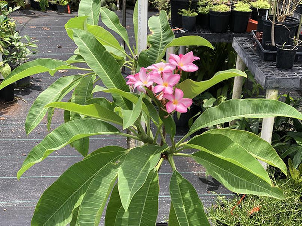 Plumeria rubra (pink flower)