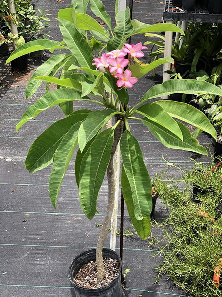Plumeria rubra (pink flower)