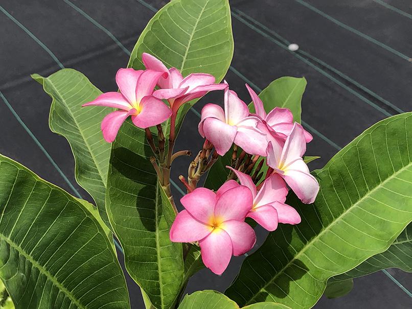 Plumeria rubra (pink flower)