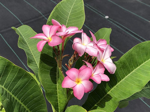 Plumeria rubra (pink flower)