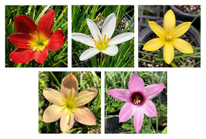 Rain Lilies (Special Selection) - 5 pack