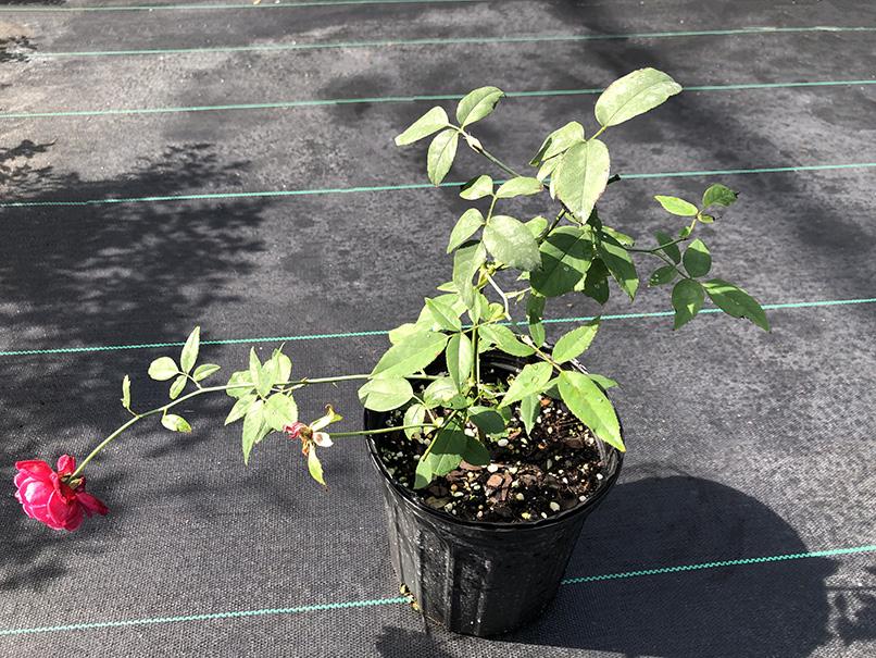 Rosa 'Louis Philippe'