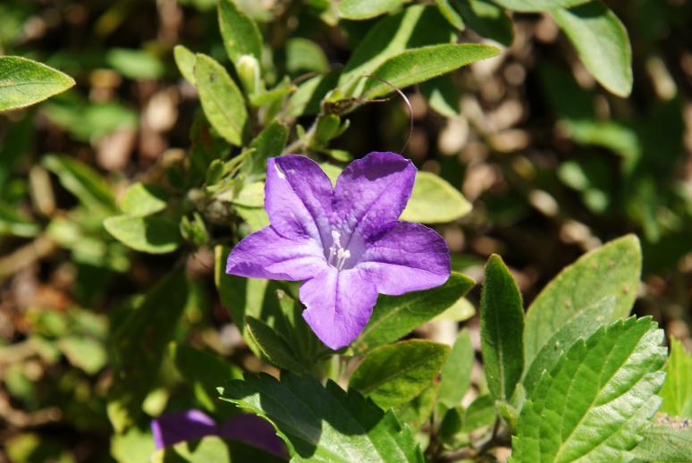 Ruellia squarrosa