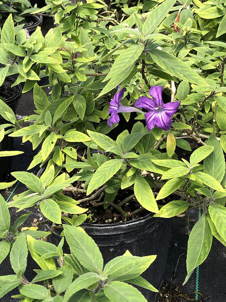 Ruellia squarrosa