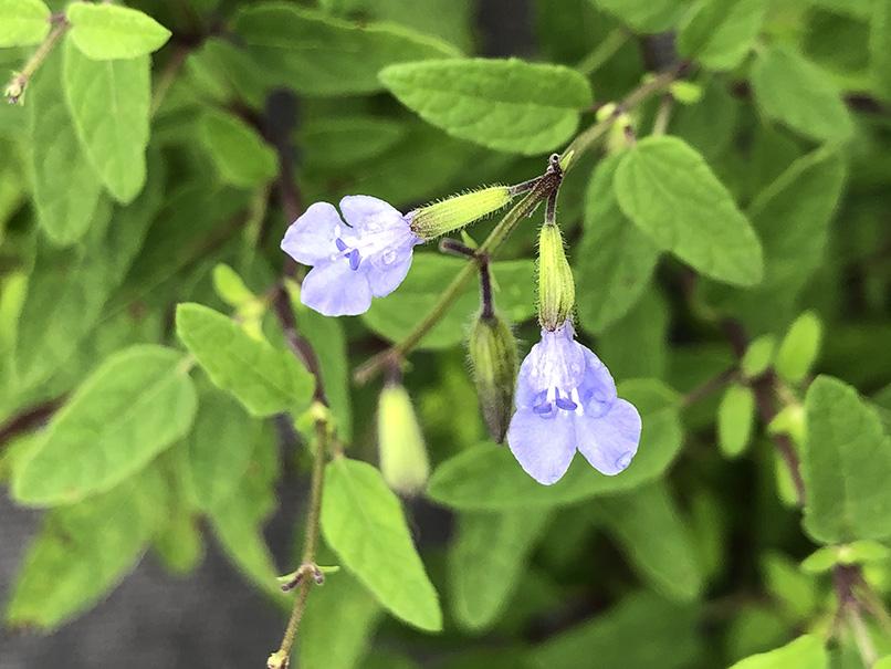 Salvia caymanensis