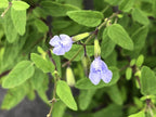 Salvia caymanensis
