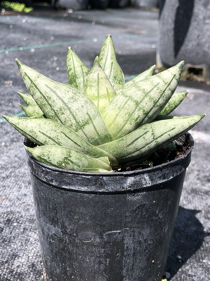 サンスベリア Sansevieria Mini Boncel white v A サンスベリア Sansevieria Mini Boncel white v A - メルカリ
