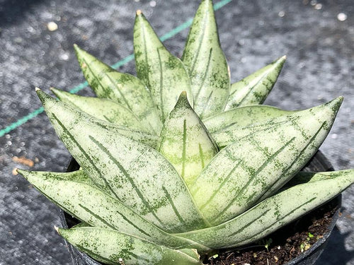 sansevieria piccola Sansevieria 'Boncel Mini'