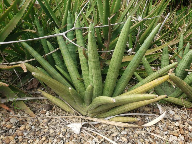 Fairchild Tropical Botanic Garden Sansevieria cylindrica Boncel - Thumbnail 3