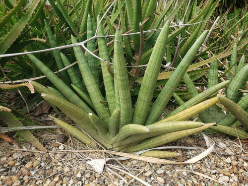 sansevieria cylindrica var patula boncel Sansevieria cylindrica 'Boncel'