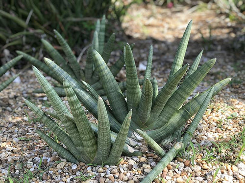 sansevieria cylindrica rocket Sansevieria cylindrica 'Boncel'