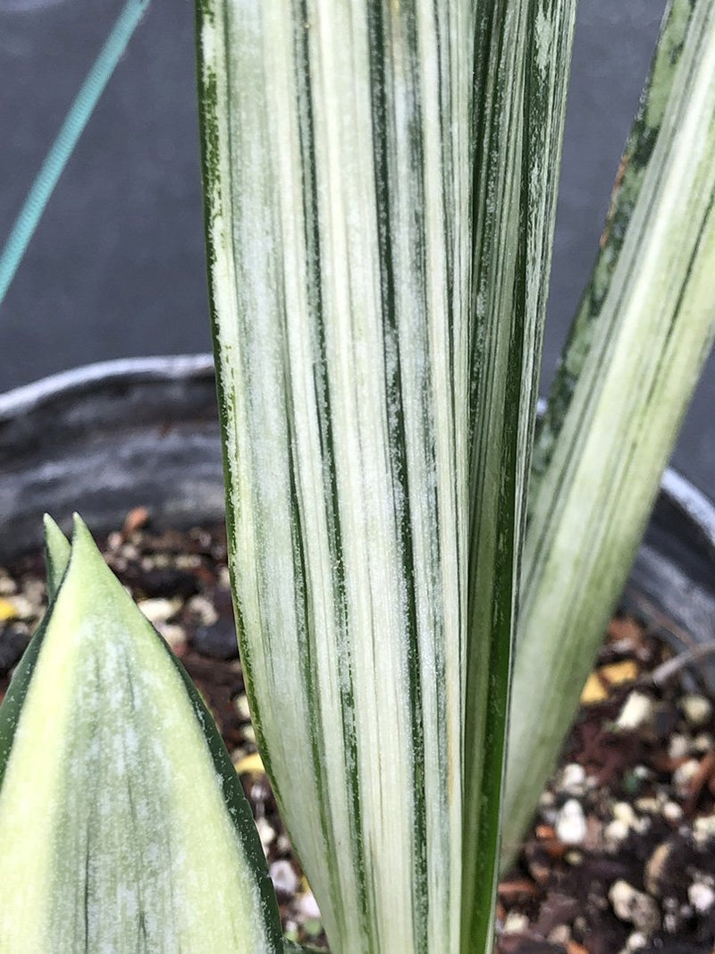 bantel's sensation snake plant cultivar name Sansevieria trifasciata 'Bantel's Sensation'