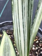 Sansevieria trifasciata 'Bantel's Sensation'