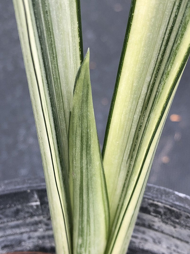 Sansevieria trifasciata Bantel's Sensation - Thumbnail 3