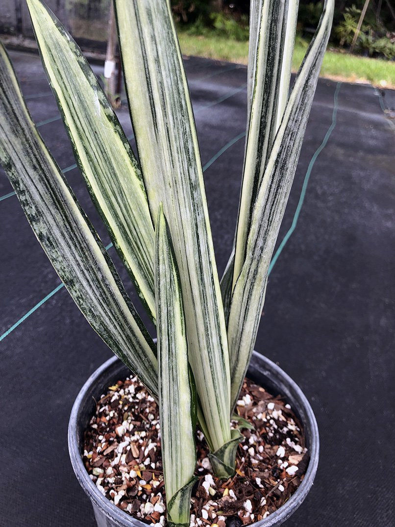 bantel's sensation snake plant Sansevieria trifasciata 'Bantel's Sensation'