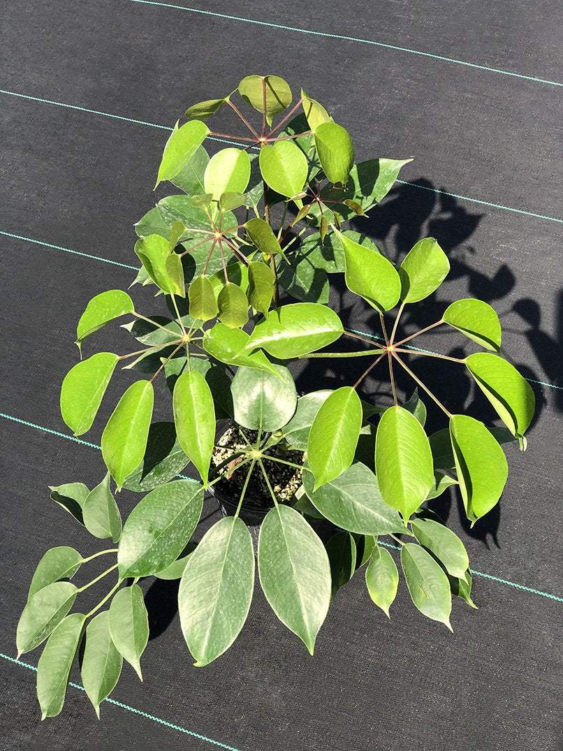 Fairchild Tropical Botanic Garden Schefflera Umbrella Tree