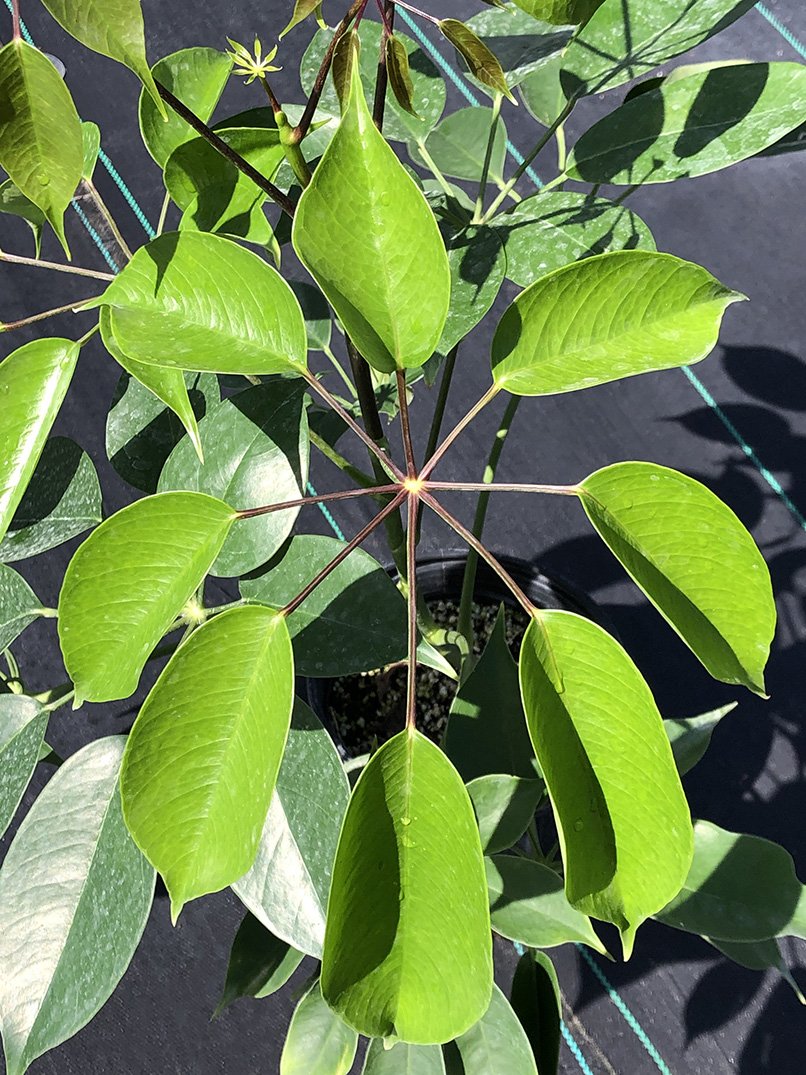 Fairchild Tropical Botanic Garden Schefflera Umbrella Tree - Thumbnail 2