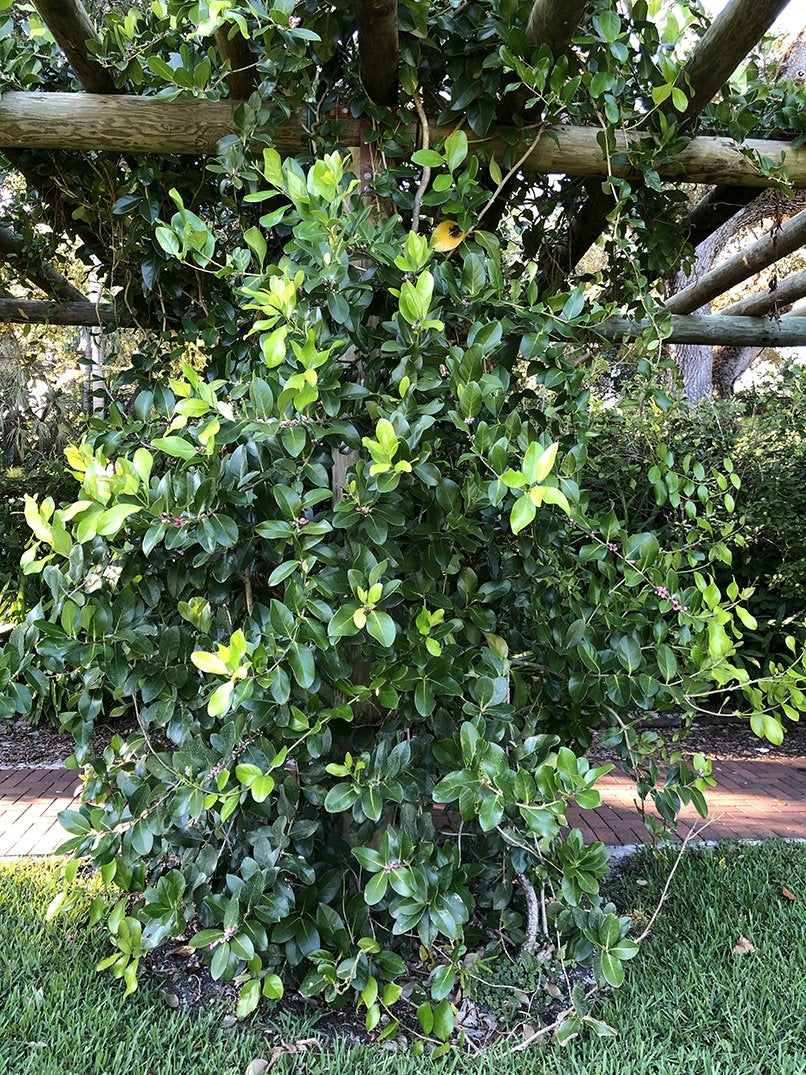 Schlegelia parasitica – Fairchild Tropical Botanic Garden