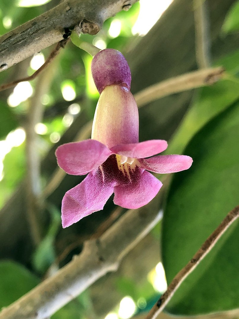 Schlegelia parasitica