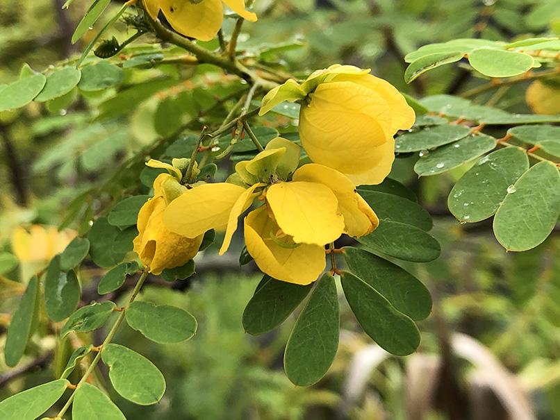 Senna pallida