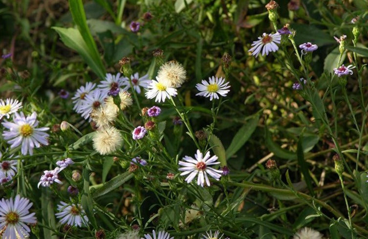 Symphyotrichum dumosum