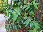 Syzygium thalassicum