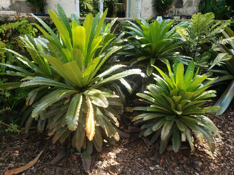 Theophrasta americana