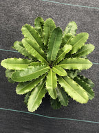 Theophrasta americana