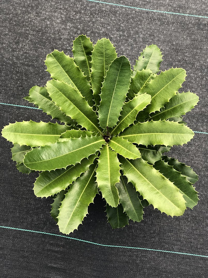 Theophrasta americana