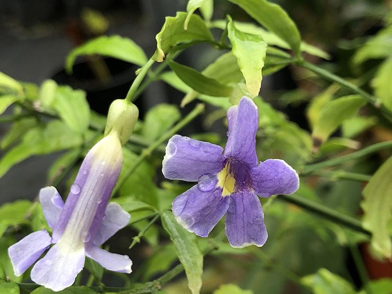 Thunbergia kirkii