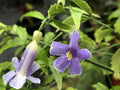 Thunbergia kirkii
