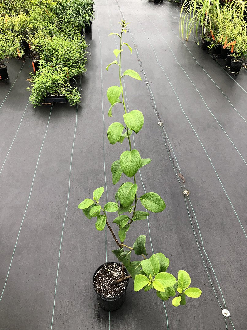 Tournefortia hirsutissima