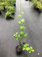 Tournefortia hirsutissima