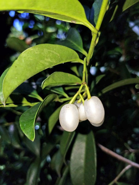 Vallesia antillana