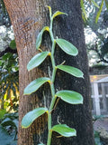 Vanilla pompona