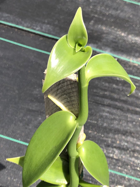 Vanilla planifolia