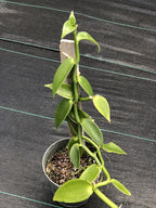 Vanilla planifolia