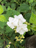 Varronia serrata