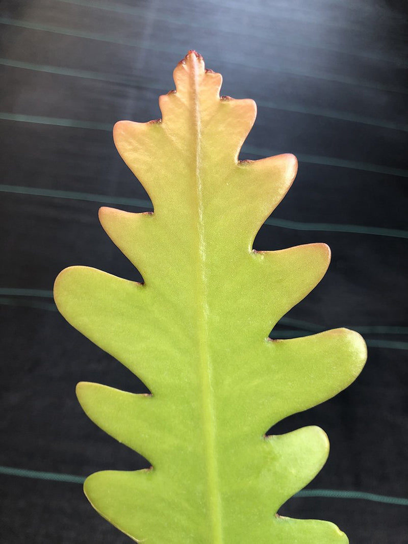 Weberocereus imitans