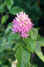 x Ruttyruspolia 'Phyllis Van Heerden'