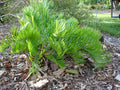 Zamia integrifolia