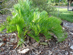 Zamia integrifolia