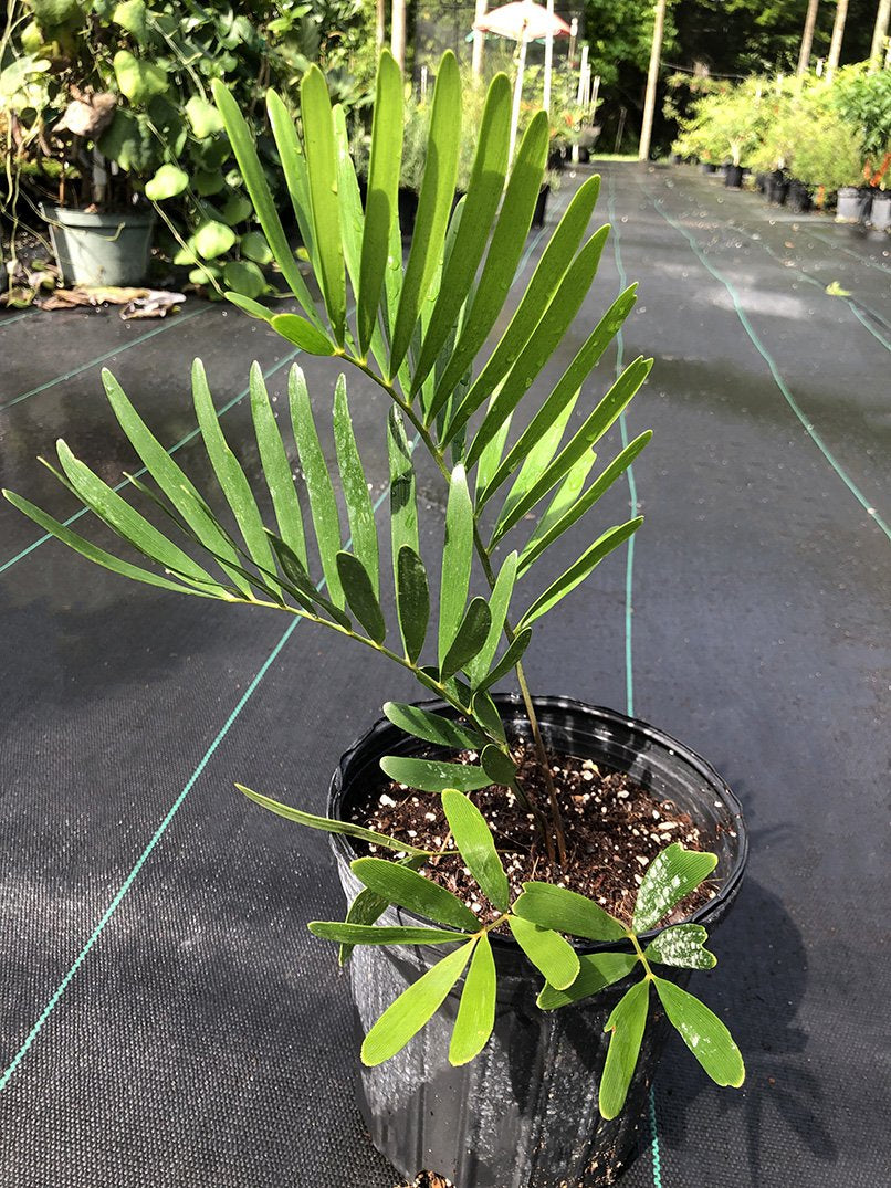 Zamia integrifolia