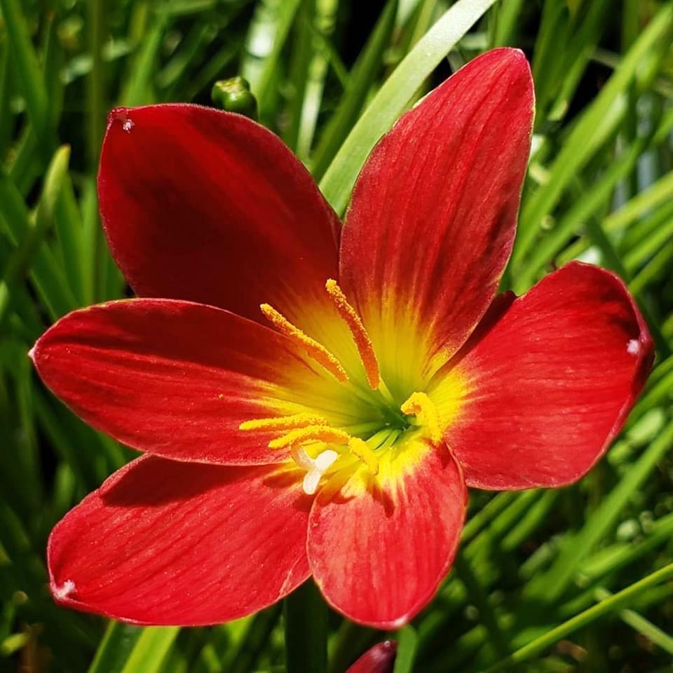 Zephyranthes 'Pride of Singapore'