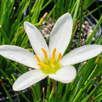 Zephyranthes candida