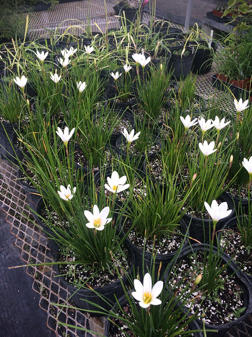 Zephyranthes candida